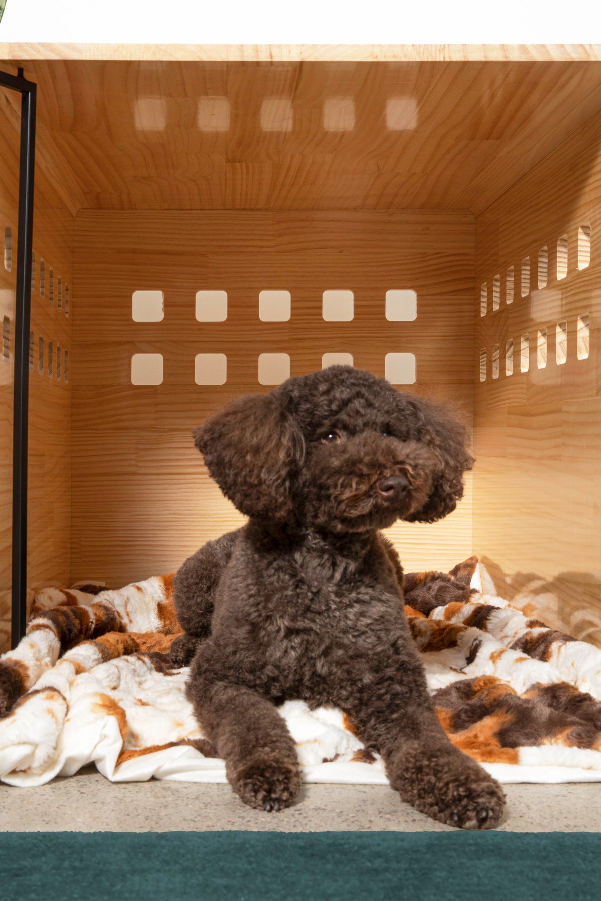 The Furever Blanket (30" x 40")